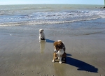 Hundestrand bei Cecina