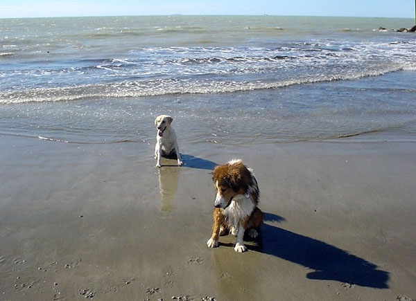 Hundestrand bei Cecina